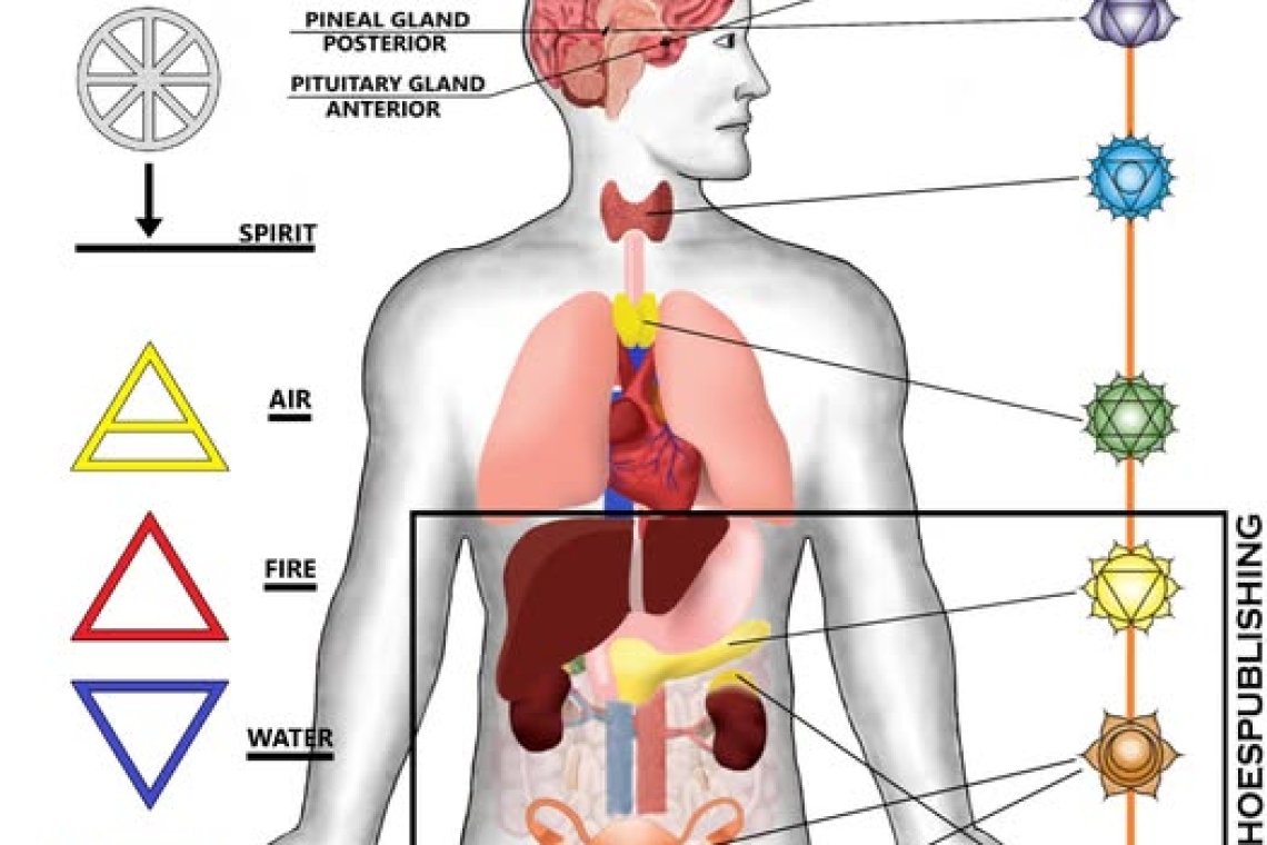 SETTE CHAKRA E GHIANDOLE ENDOCRINE